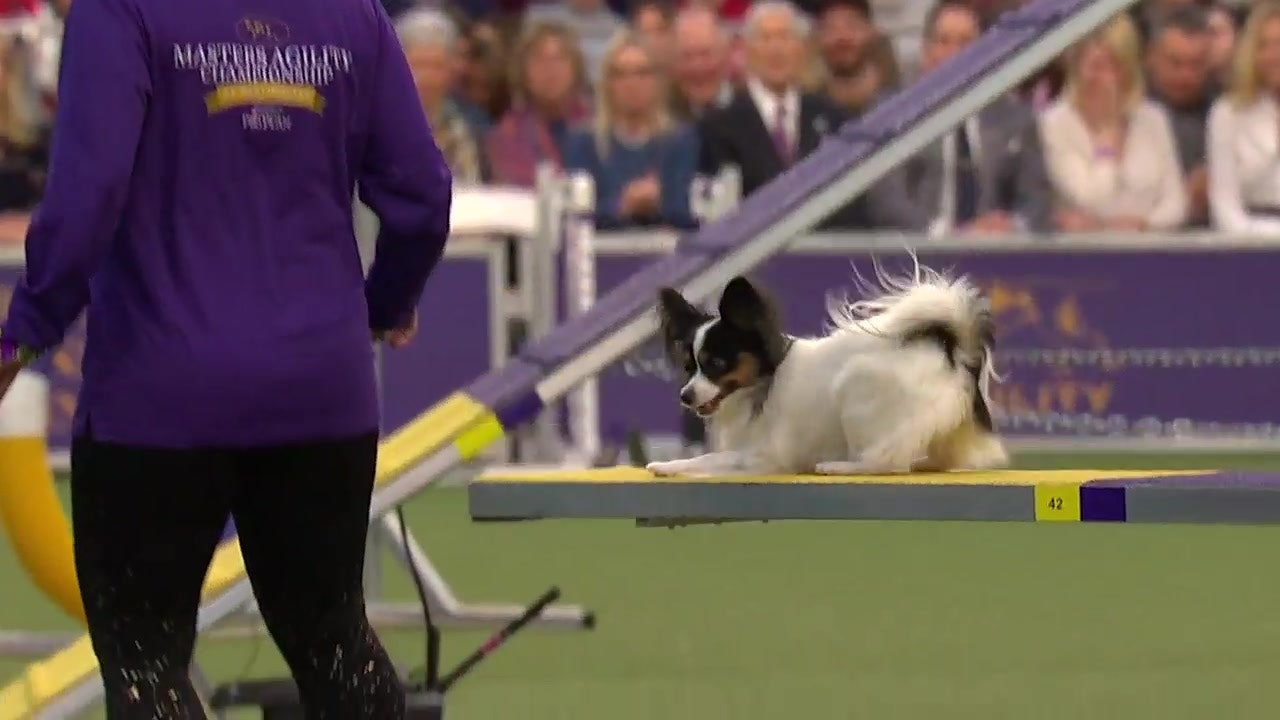 westminster agility papillon