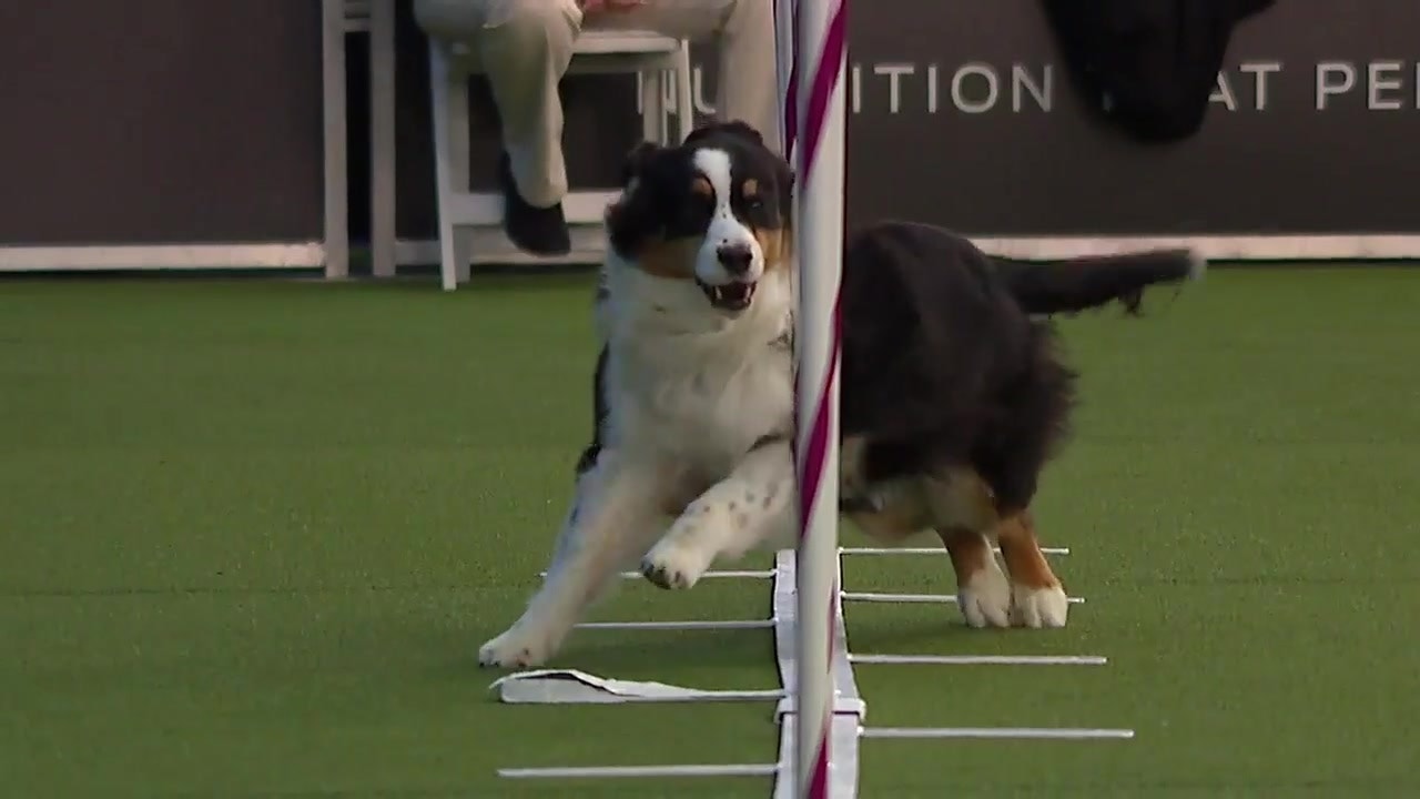 Lili Ann The Australian Shepherd Weaves Her Way To Victory In The 20 Inch Class Fox Sports