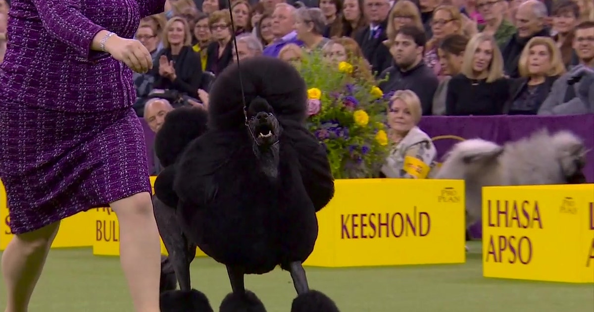 ‘Siba’ the standard poodle wins the NonSporting title at 2020