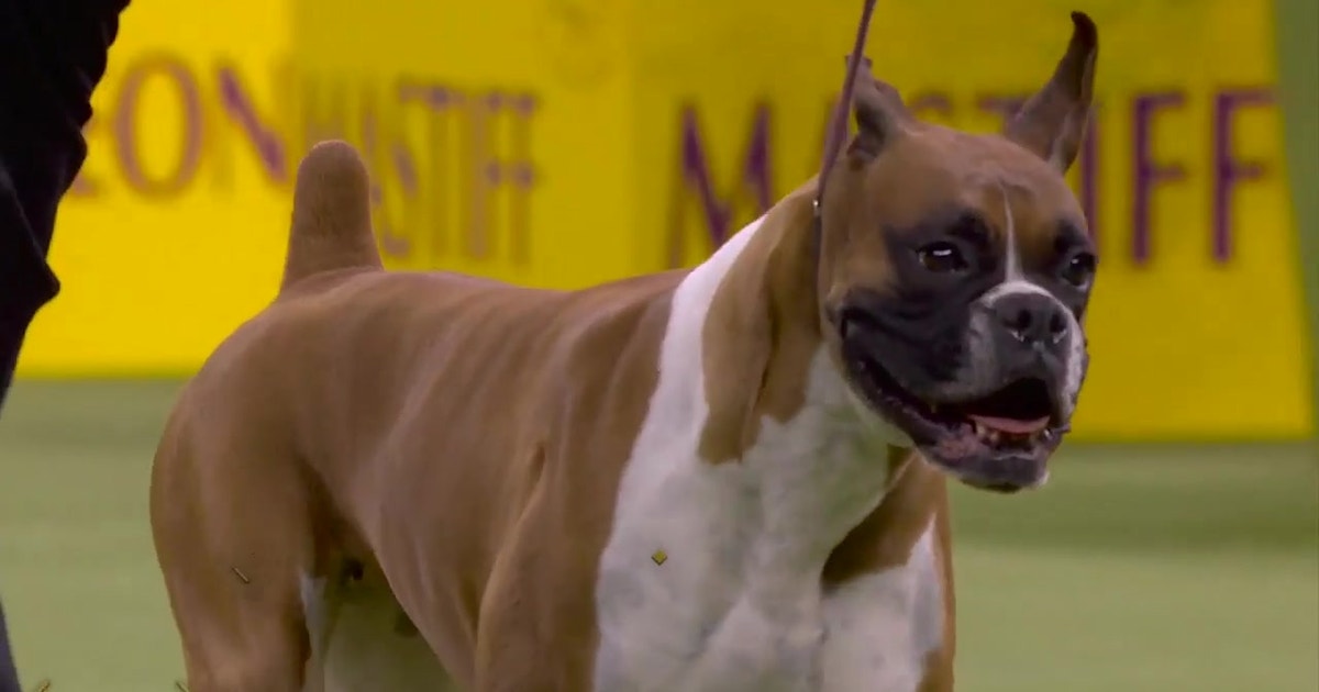 'Wilma' the boxer wins the Working Group at 2020 