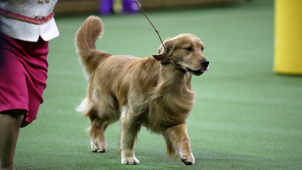 The Westminster Kennel Club Dog Show Stole Our Hearts Again