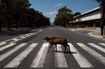 AP PHOTOS: Oh, deer! Treasured animals wander Nara streets