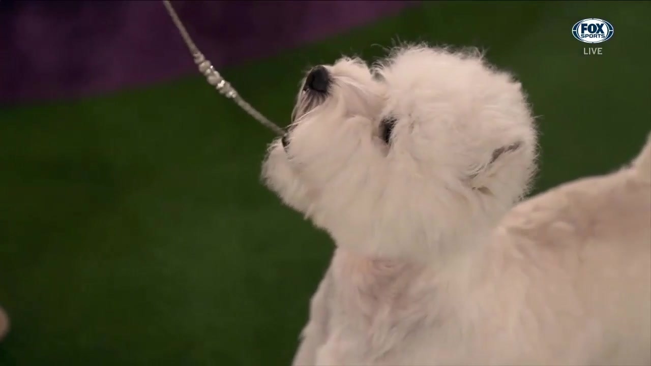 Boy The West Highland White Terrier Wins The Terrier Group Fox Sports