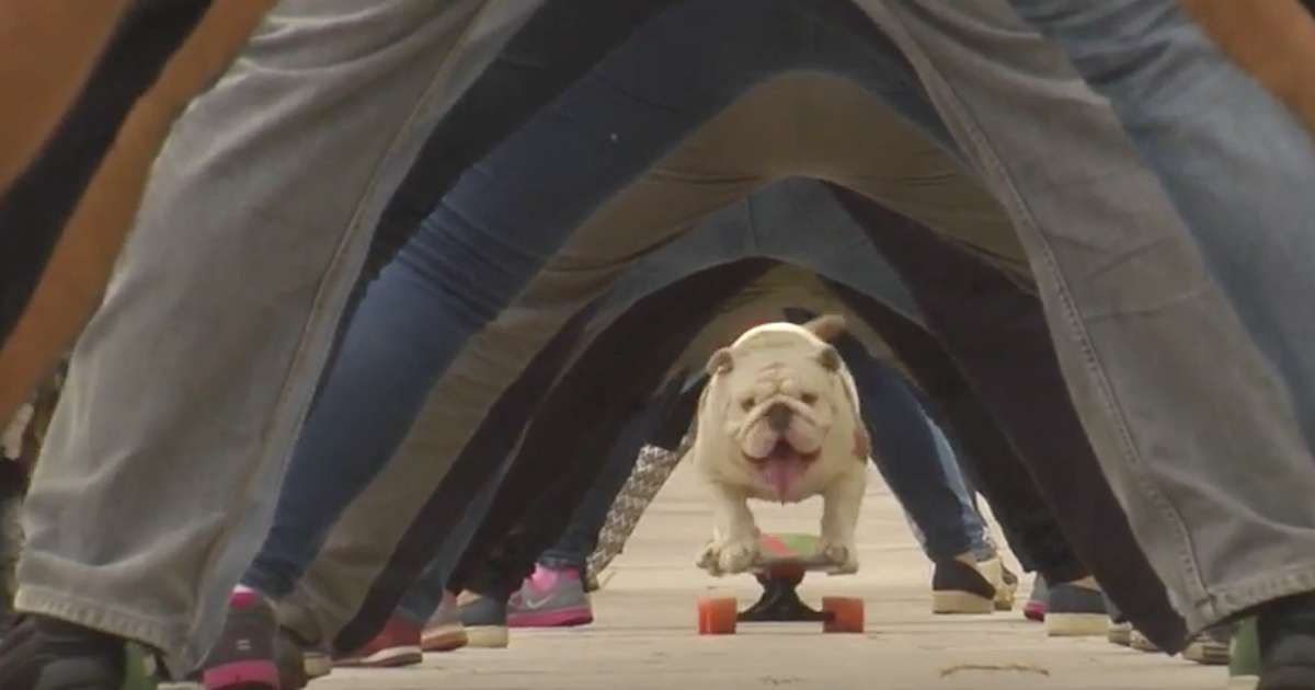 WATCH English bulldog Otto sets record for longest human tunnel