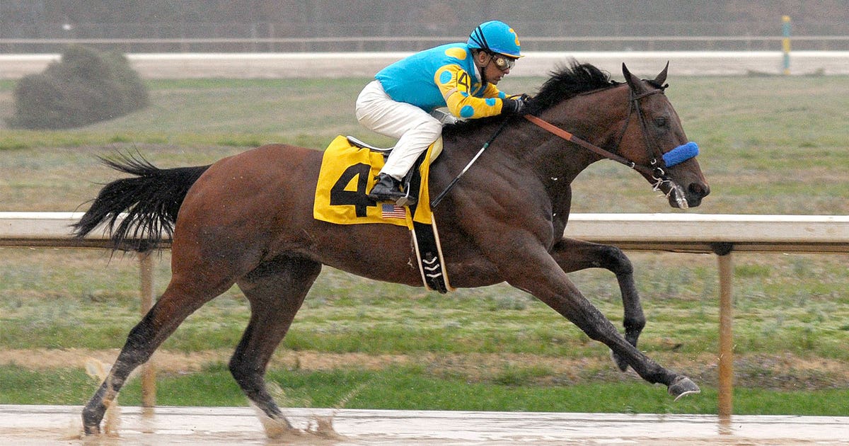 Making the grade: American Pharoah, romping winner of the 