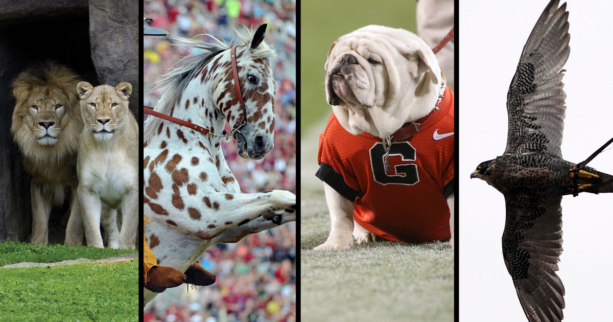 Top 25 live animal mascots in college football  FOX Sports