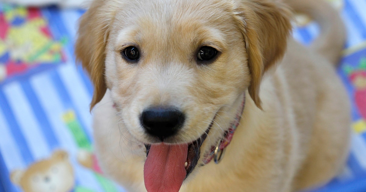 12th Man Golden Retriever puppies are perfect pick-me-up ...