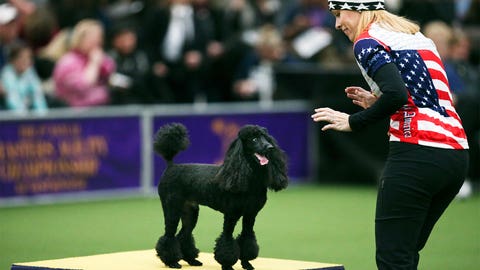 See the top dogs at Westminster Agility Trials | FOX Sports