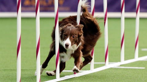 See the top dogs at Westminster Agility Trials | FOX Sports