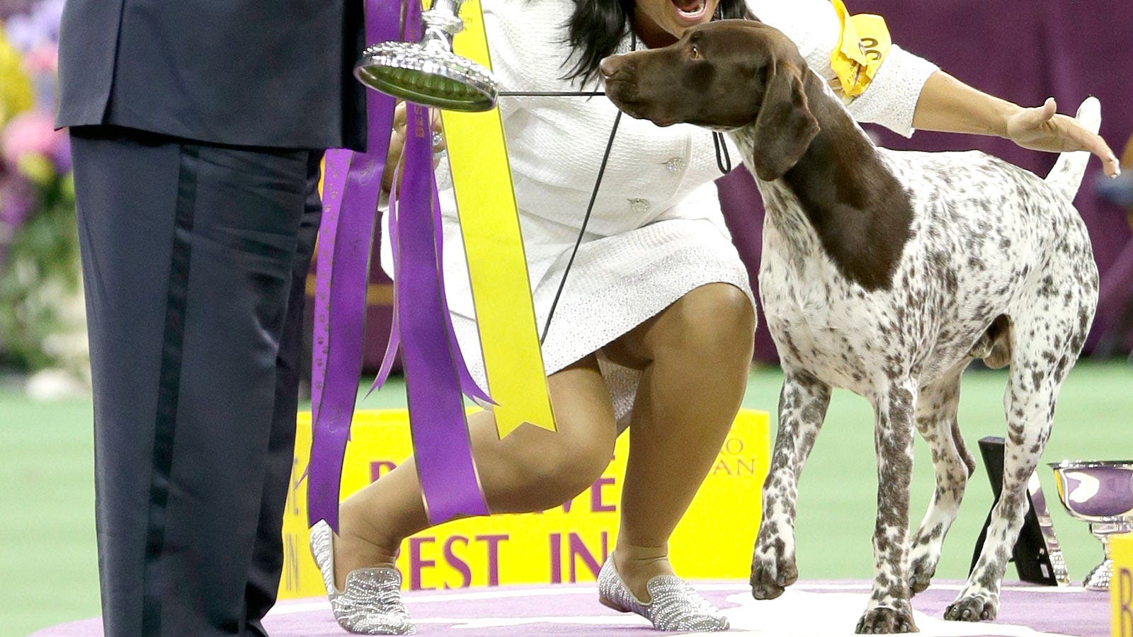 Westminster Dog Show Is Won By A German Shorthaired Pointer Fox